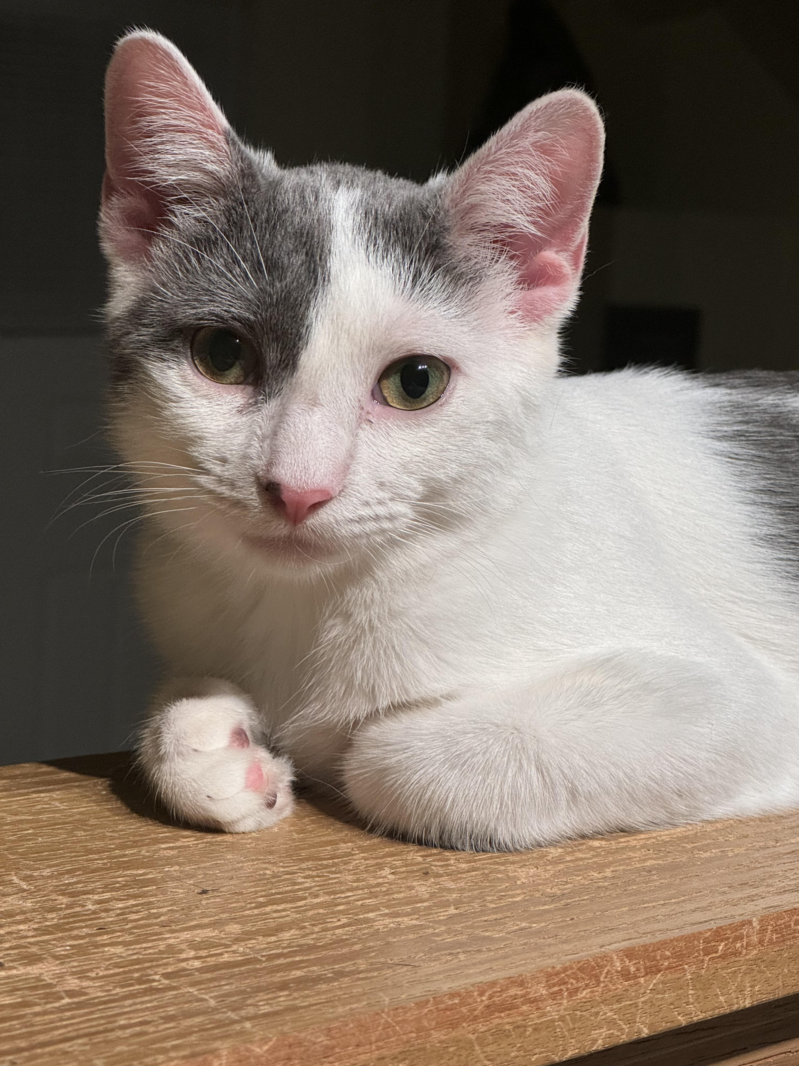 Gemini, Adoptable, Adult Female Domestic Short Hair.