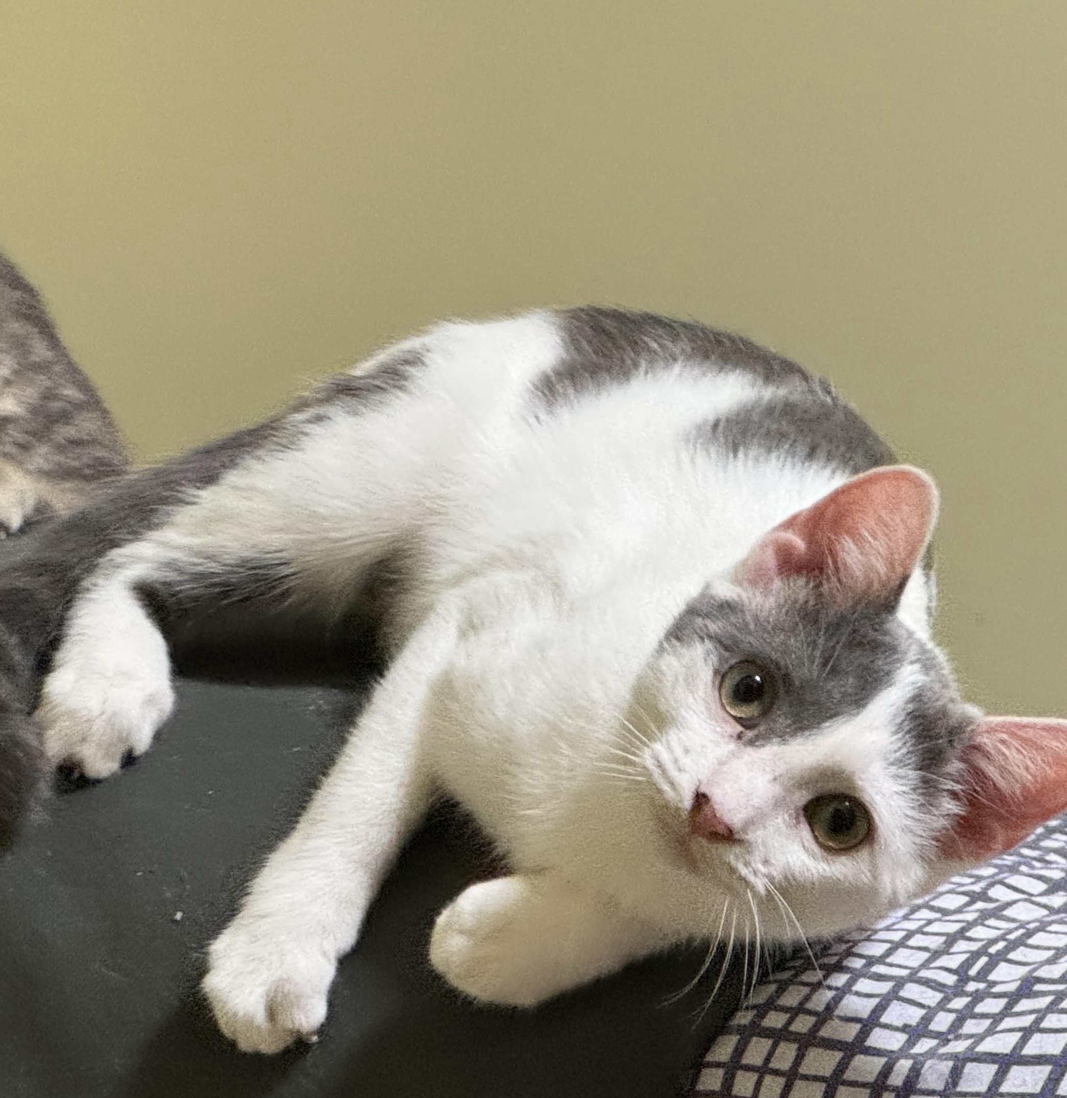 Enlarge Gemini, a Adoptable Domestic Short Hair in Saint Charles, IL image 3/4