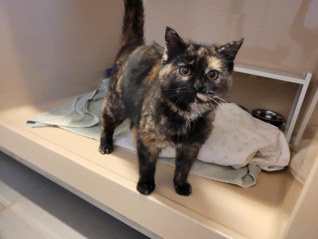 Enlarge ACO DSH, a ADOPTABLE mixed breed in Hays, KS image 2/6