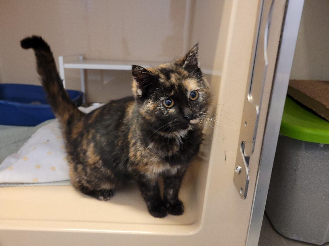 Enlarge ACO DSH, a ADOPTABLE mixed breed in Hays, KS image 6/6