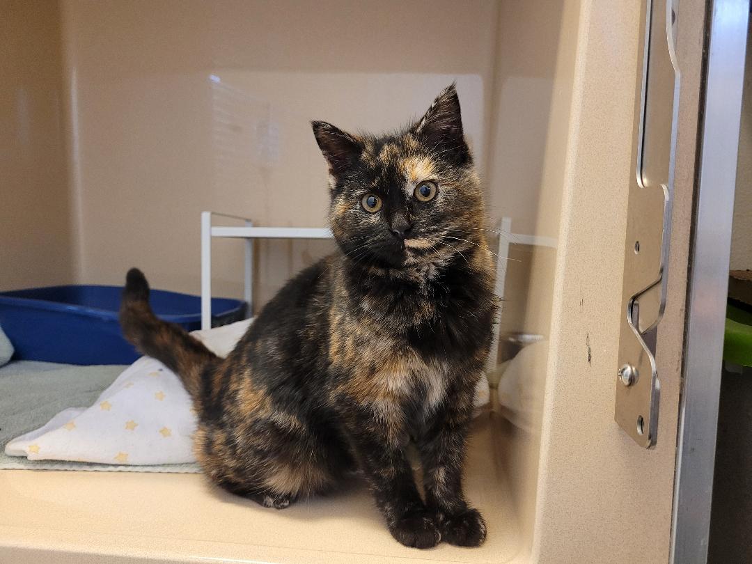 Enlarge ACO DSH, a ADOPTABLE mixed breed in Hays, KS image 3/6