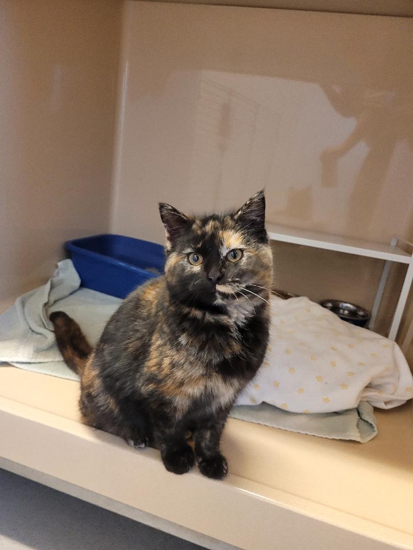 ACO DSH, ADOPTABLE, Young Female Domestic Short Hair & Tortoiseshell.