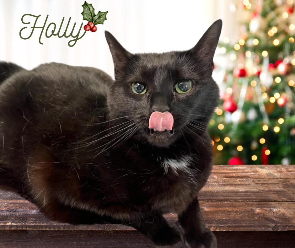 Enlarge Holly, a Adoptable Domestic Short Hair in Queenstown, MD image 1/5