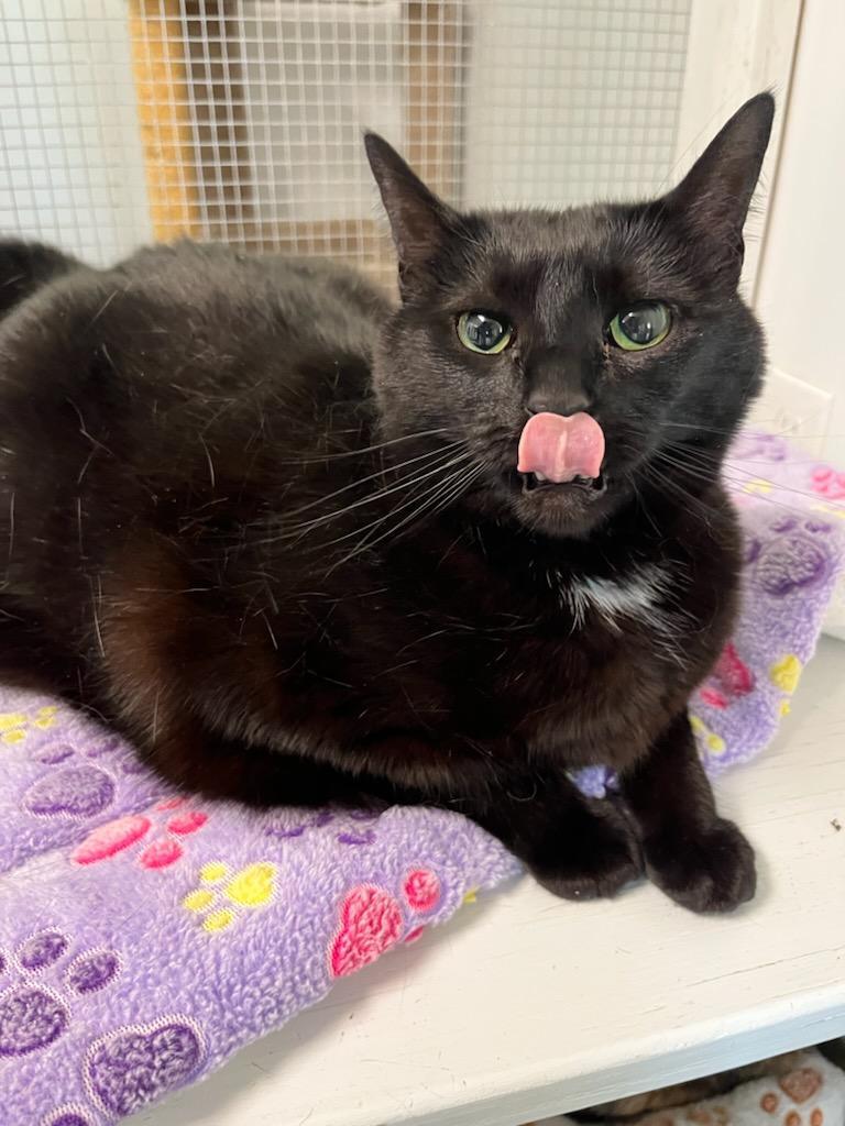 Enlarge Holly, a Adoptable Domestic Short Hair in Queenstown, MD image 1/6