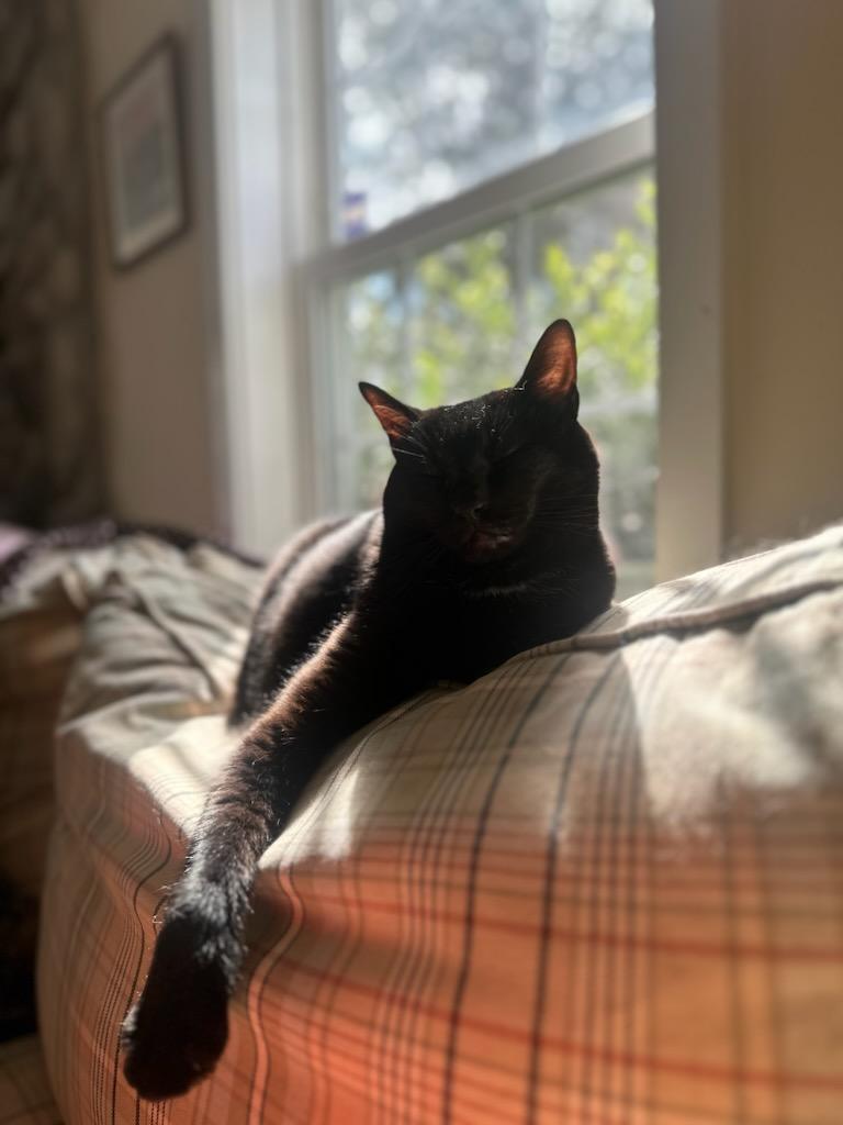 Enlarge Holly, a Adoptable Domestic Short Hair in Queenstown, MD image 3/6