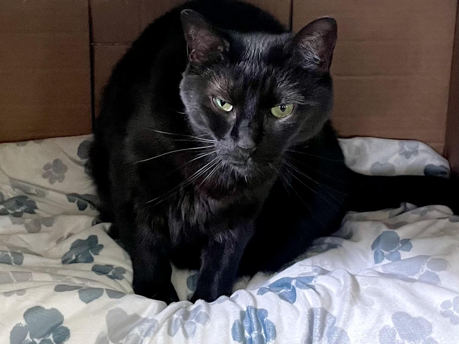 Enlarge Holly, a Adoptable Domestic Short Hair in Queenstown, MD image 4/6