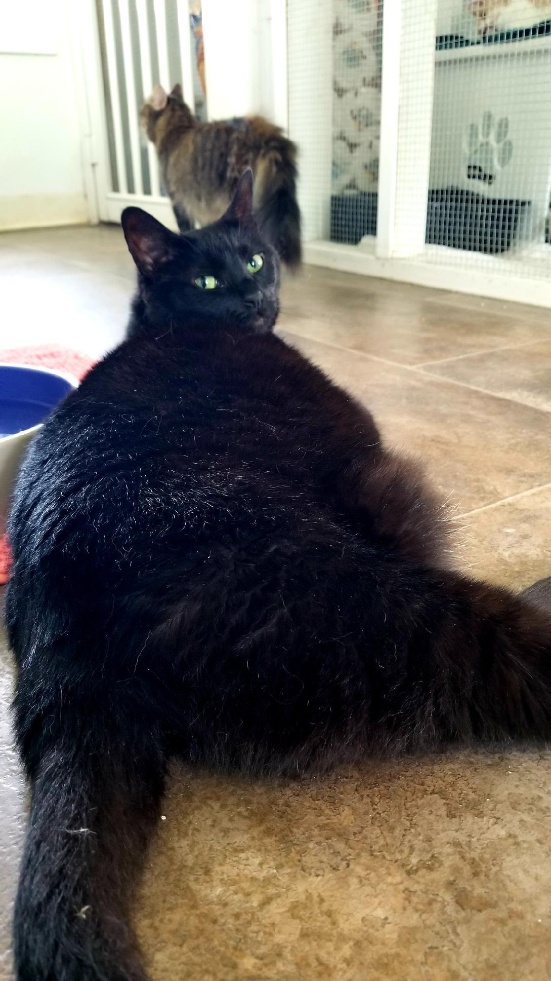 Enlarge Holly, a Adoptable Domestic Short Hair in Queenstown, MD image 5/6