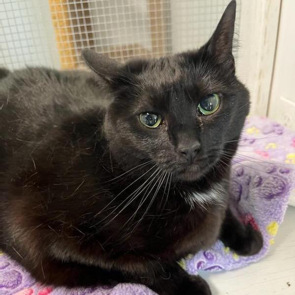 Holly, Adoptable, Adult Female Domestic Short Hair.
