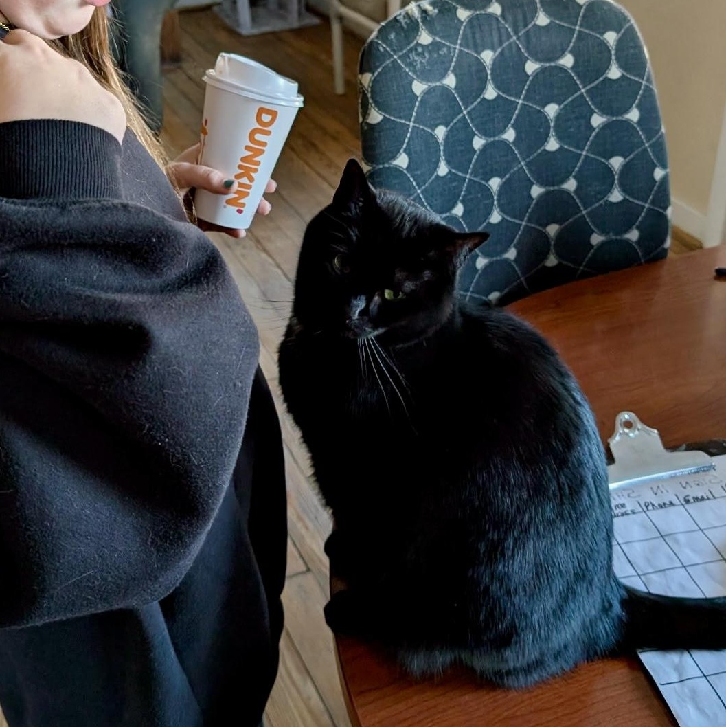 Enlarge Holly, a Adoptable Domestic Short Hair in Queenstown, MD image 3/6