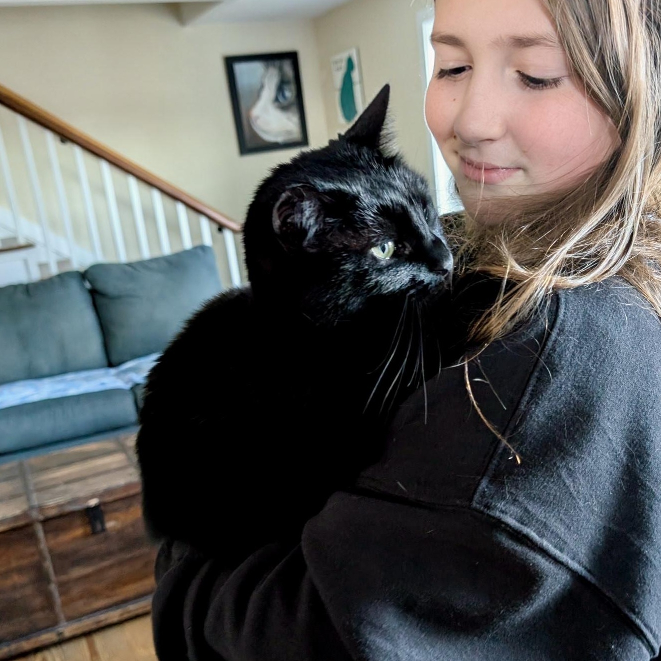 Enlarge Holly, a Adoptable Domestic Short Hair in Queenstown, MD image 5/6