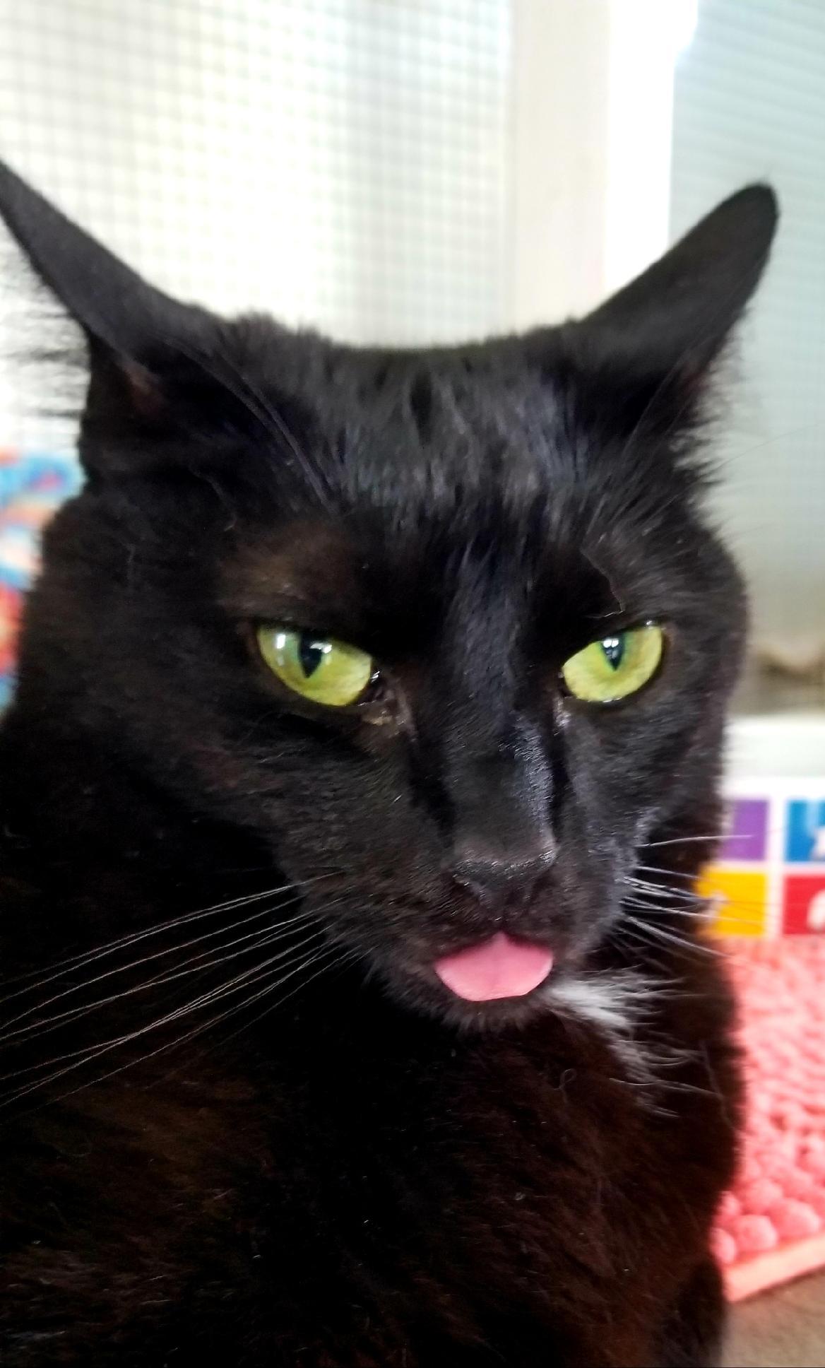 Enlarge Holly, a Adoptable Domestic Short Hair in Queenstown, MD image 6/6