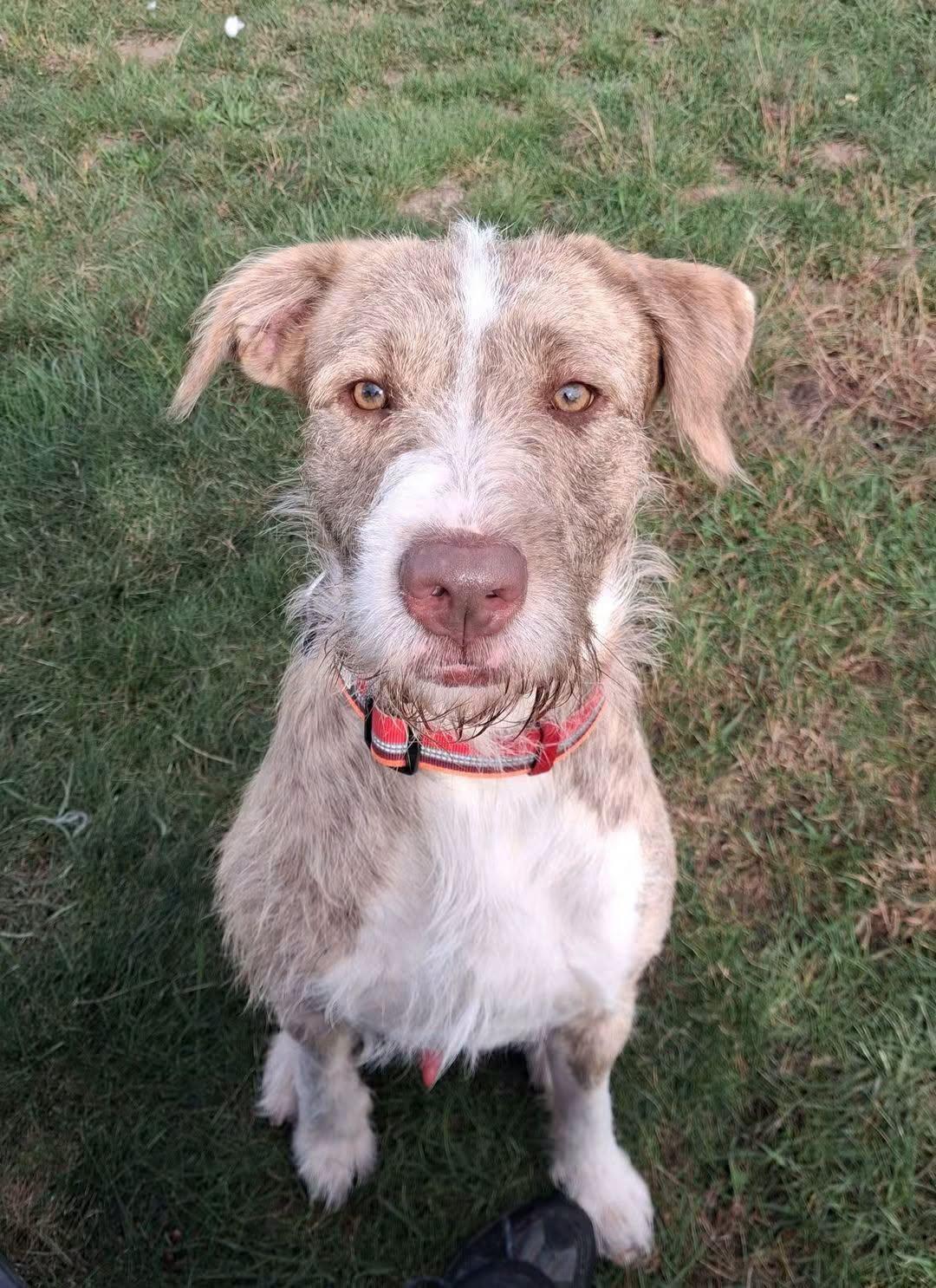 Enlarge Griff, a Adoptable Wirehaired Pointing Griffon in Shelby, MI image 1/1