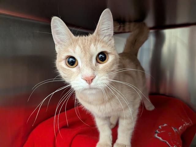 CLEO, Adoptable, Young Female Domestic Medium Hair.