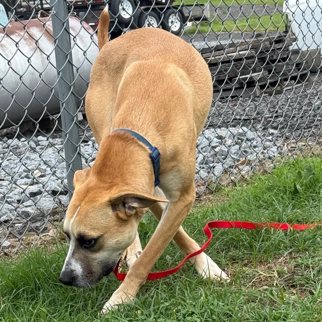 Emile, Adoptable, Adult Male Shepherd & Labrador Retriever.