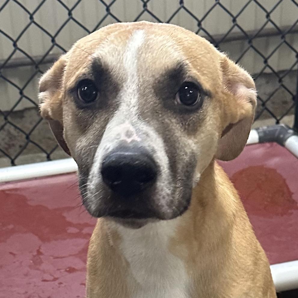 Enlarge Emile, a Adoptable mixed breed in Jacksonville, AR image 1/3