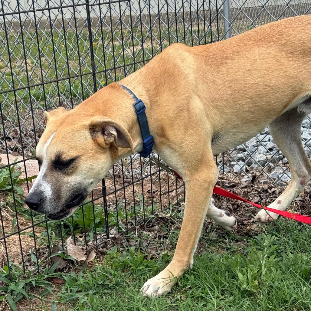 Emile, a Adoptable mixed breed in Jacksonville, AR image 3/6