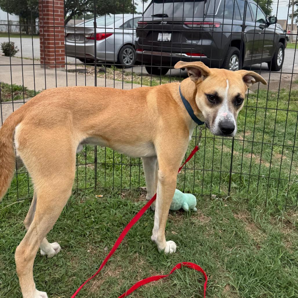 Emile, a Adoptable mixed breed in Jacksonville, AR image 4/6