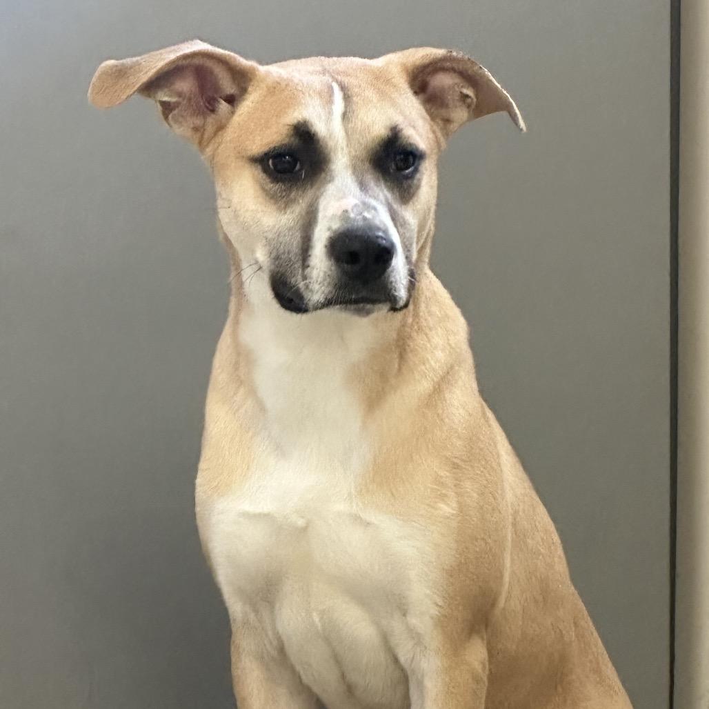 Enlarge Emile, a Adoptable mixed breed in Jacksonville, AR image 3/3