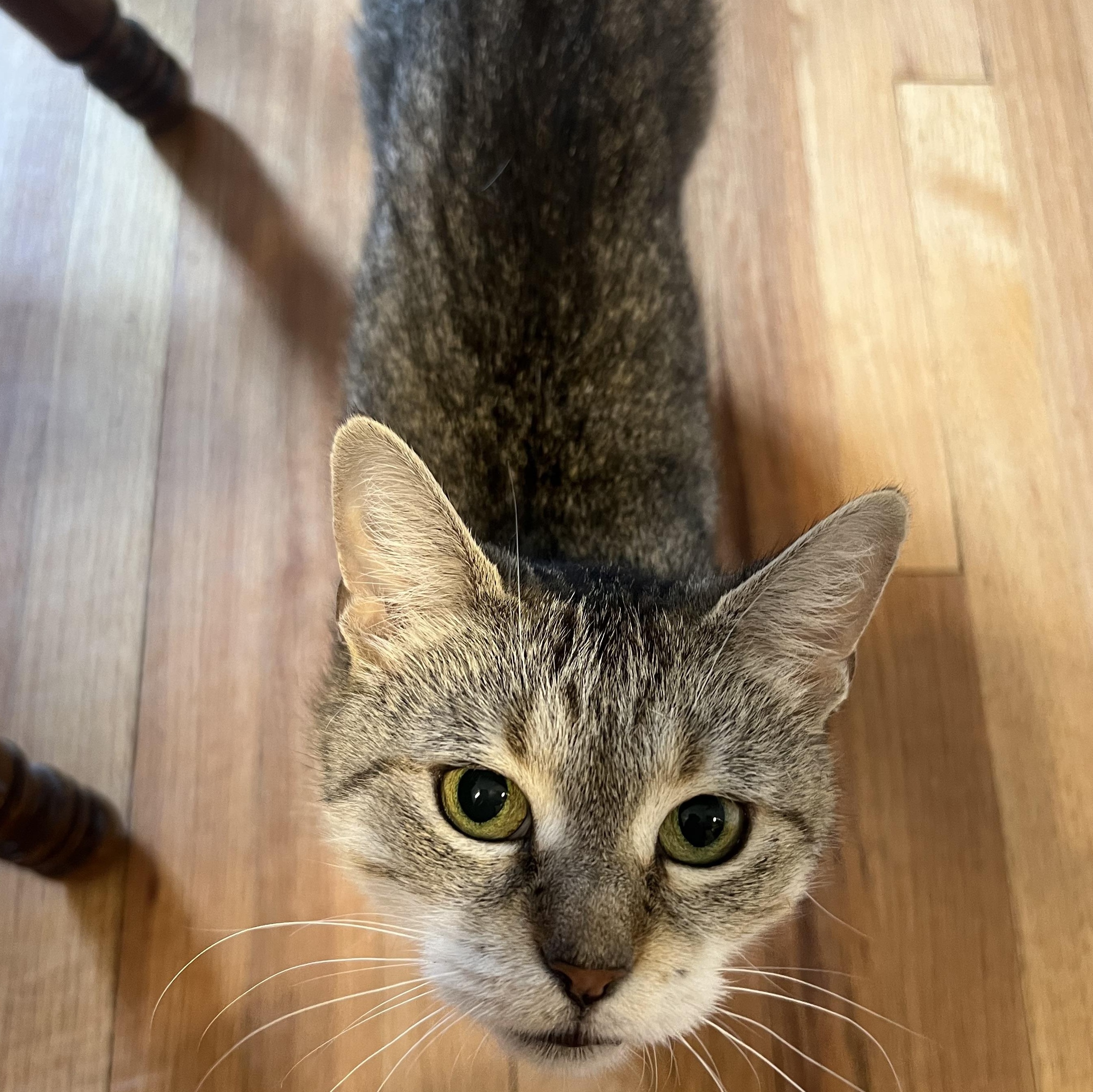 Enlarge Valencia, a Adoptable mixed breed in Chicago, IL image 3/3