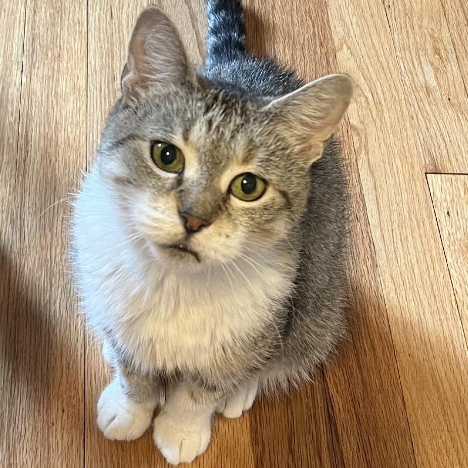Valencia, Adoptable, Adult Female Domestic Short Hair.