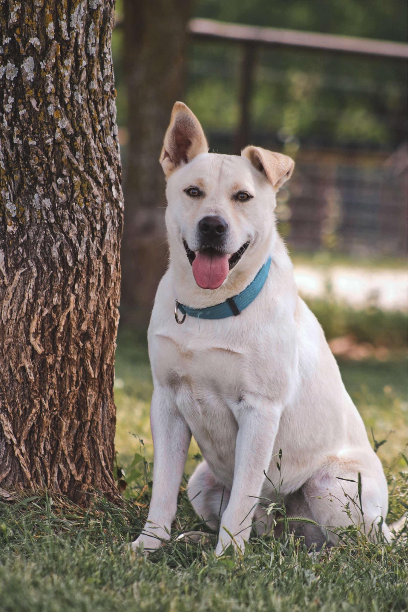 Enlarge Cream, a Adoptable Mixed Breed in Itasca, TX image 3/6