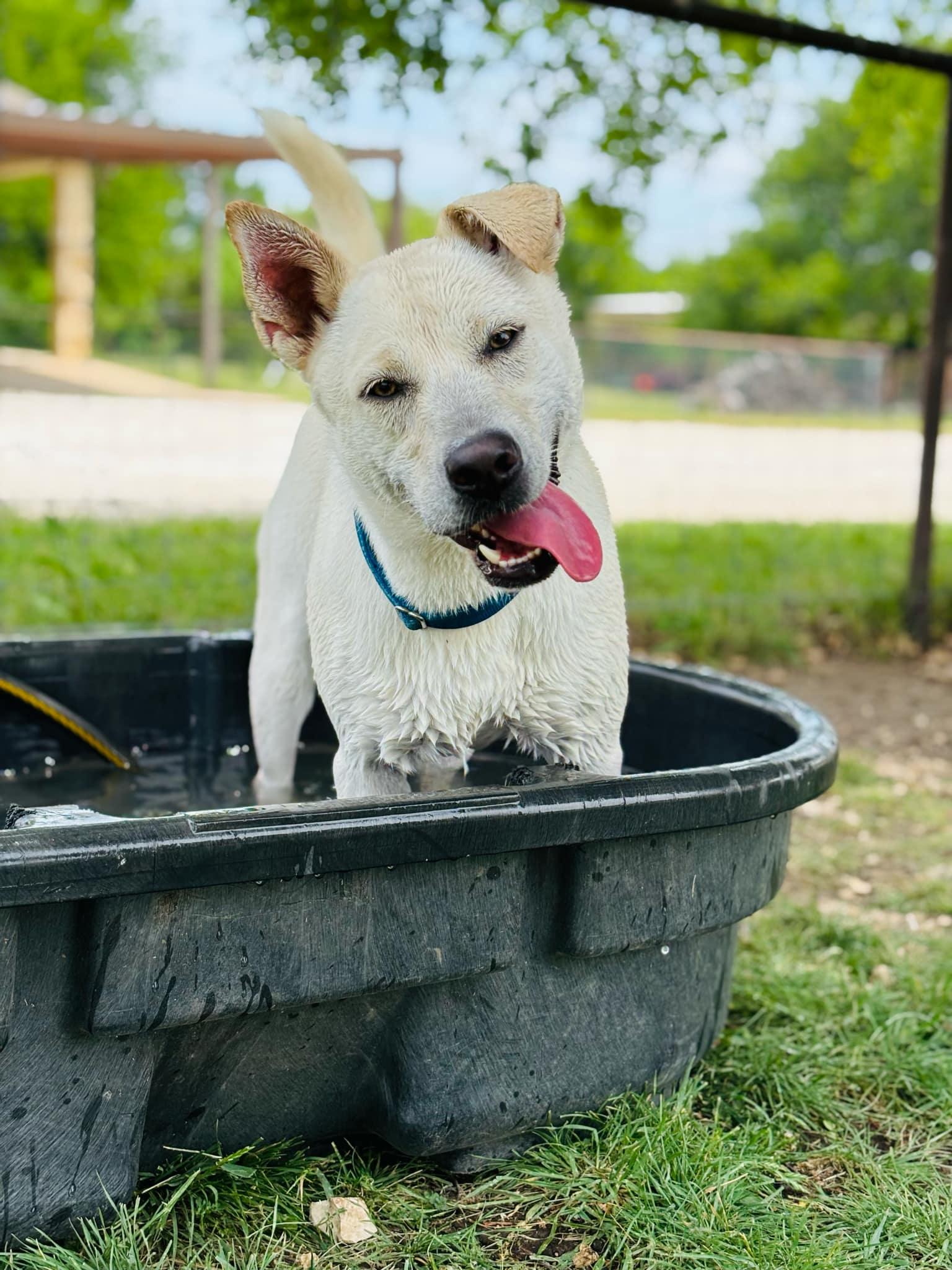 Enlarge Cream, a Adoptable Mixed Breed in Itasca, TX image 6/6