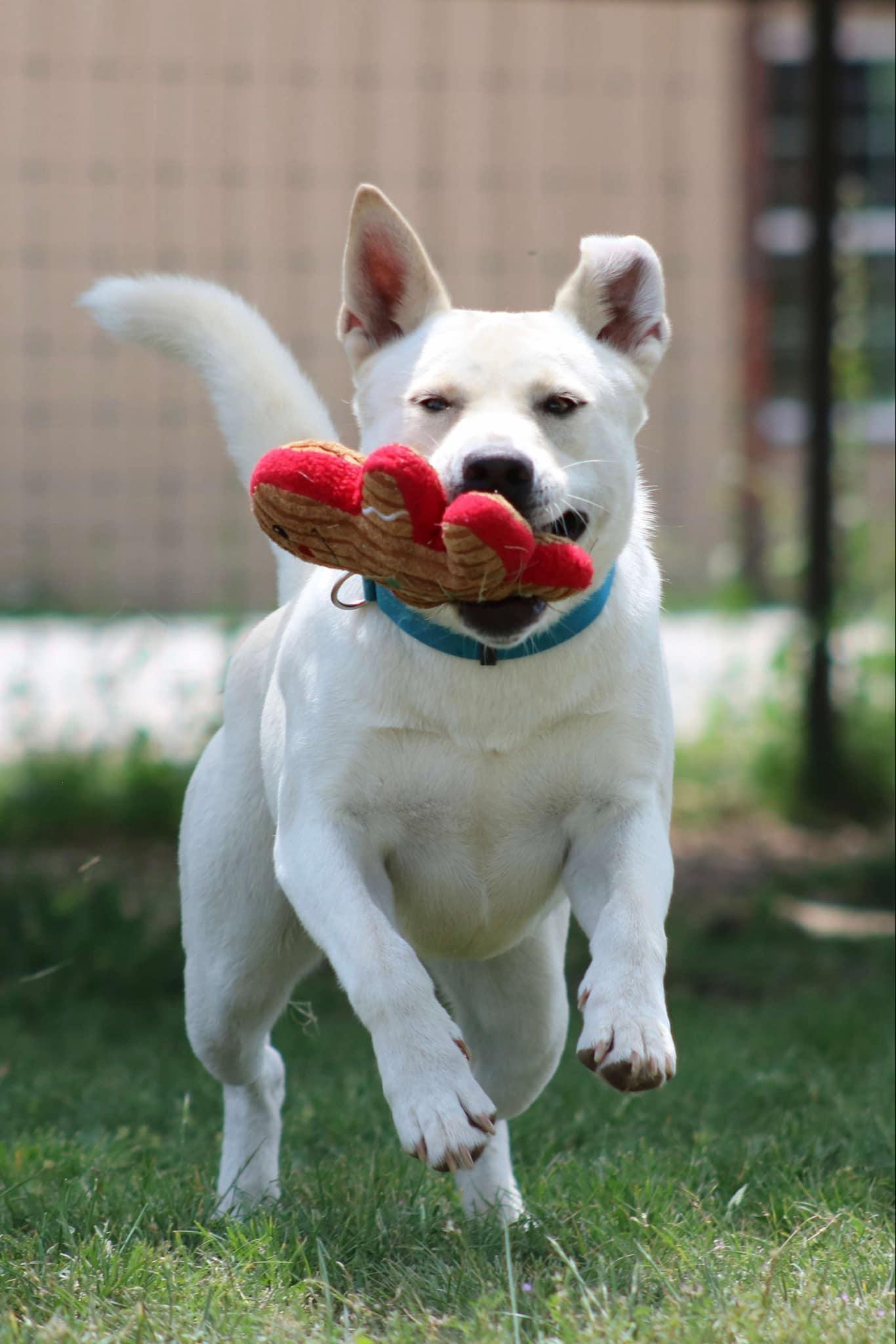 Enlarge Cream, a Adoptable Mixed Breed in Itasca, TX image 2/6