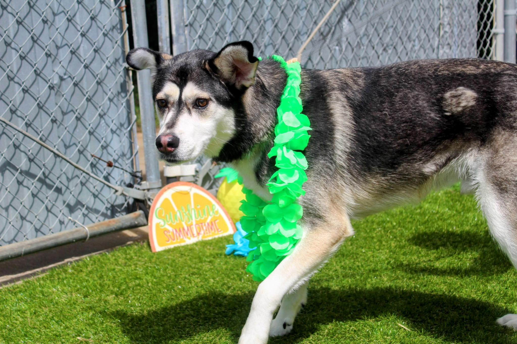 Whiskey, Adoptable, Adult Male Husky.