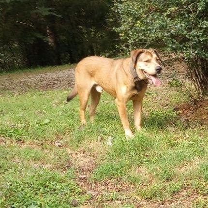 Enlarge Tor, a Adoptable mixed breed in Lenoir, NC image 1/6