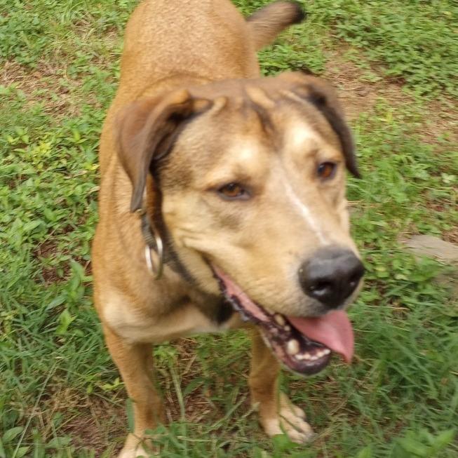 Tor, a Adoptable mixed breed in Lenoir, NC image 4/6