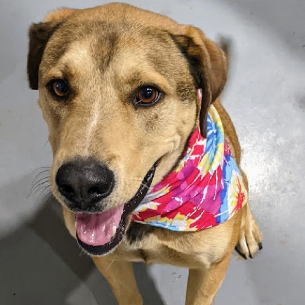 Tor, Adoptable, Adult Male Shepherd & Labrador Retriever.