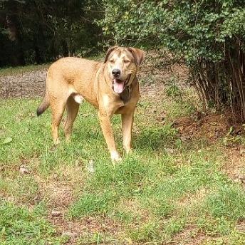 Enlarge Tor, a Adoptable mixed breed in Lenoir, NC image 5/6
