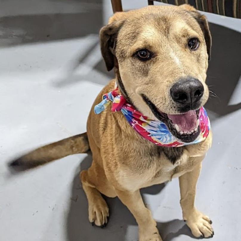 Enlarge Tor, a Adoptable mixed breed in Lenoir, NC image 6/6