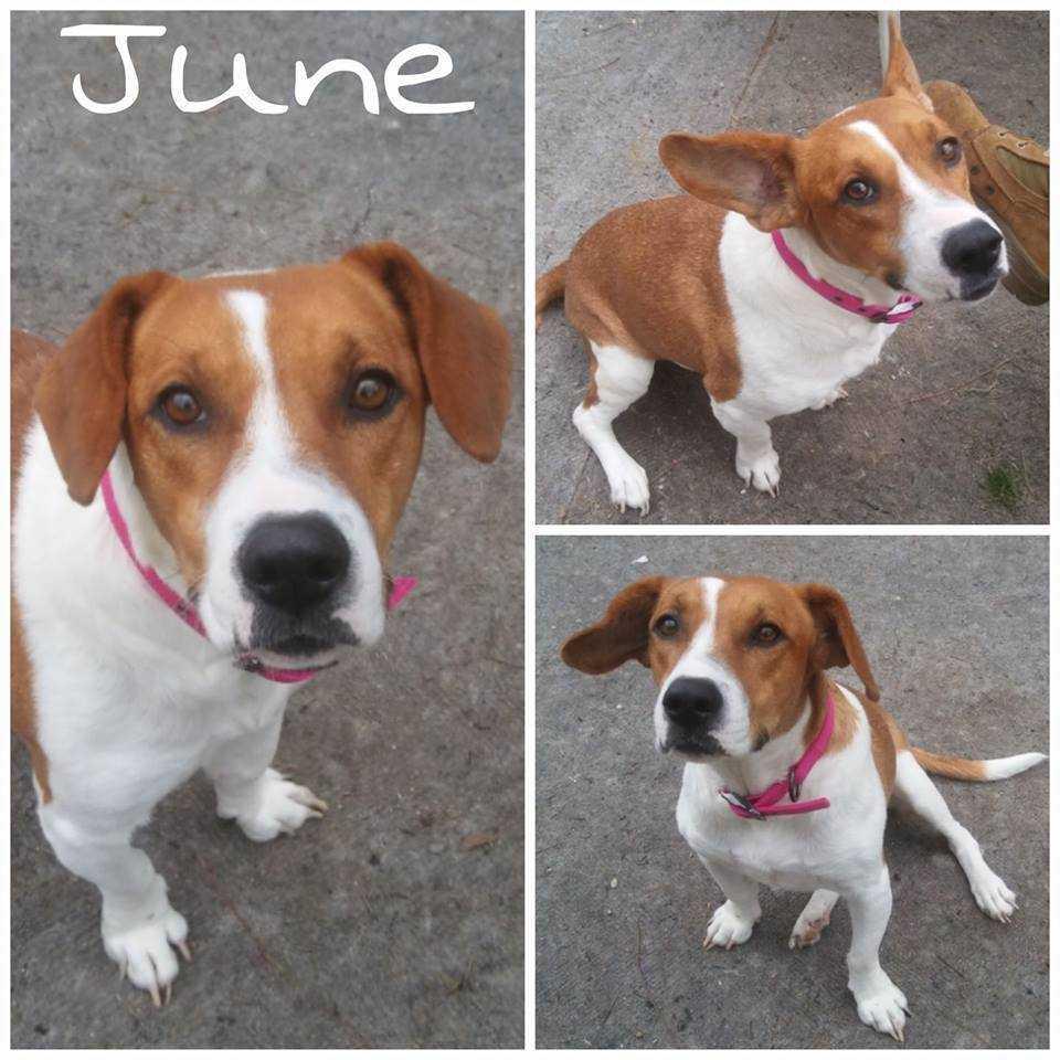 June, Adopted, Adult Female Basset Hound & Hound.