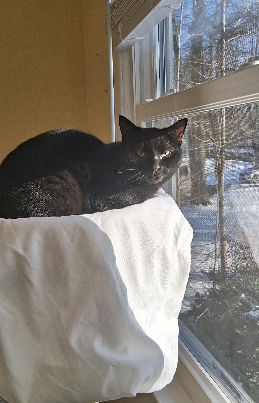 Enlarge Vixen, a Adoptable Domestic Short Hair in Wallingford, CT image 1/1