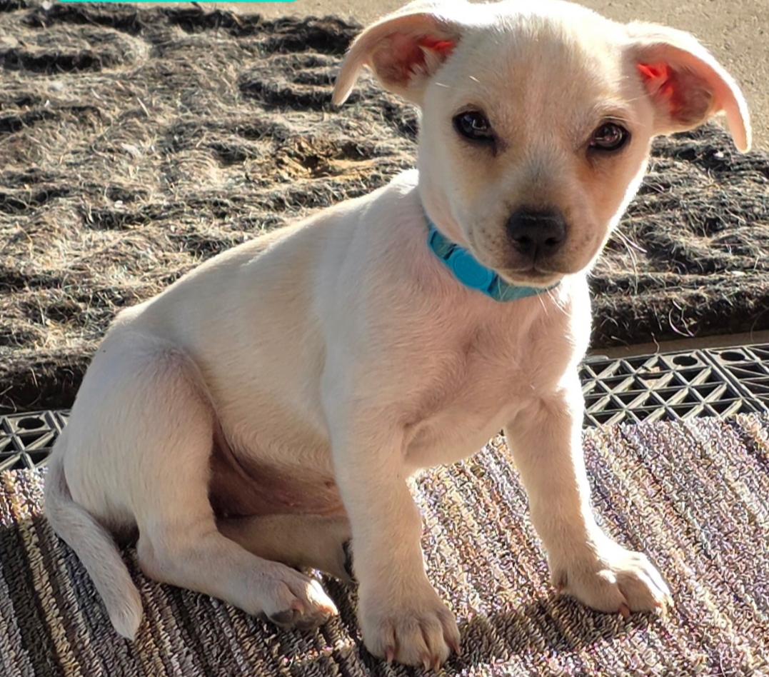 Labubu, Adoptable, Puppy Female Dachshund.