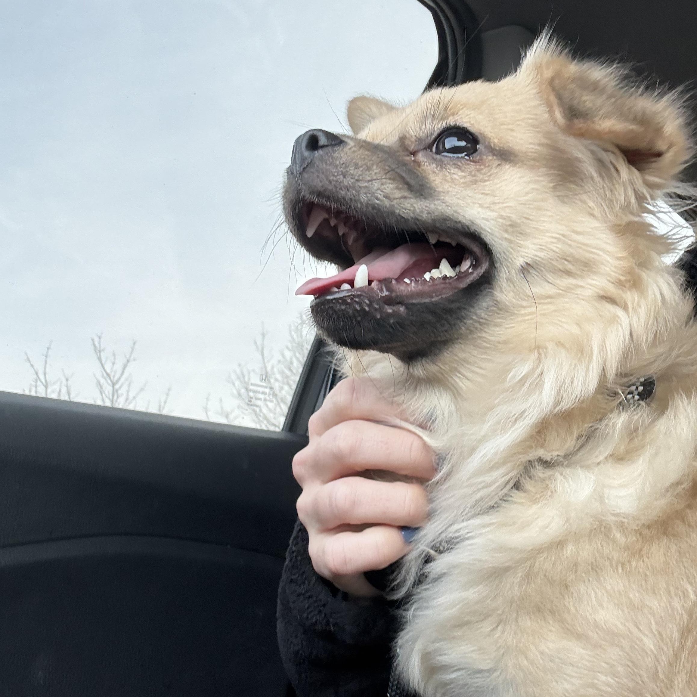 Enlarge Linda, an adopted mixed breed in Bethlehem, PA image 2/6