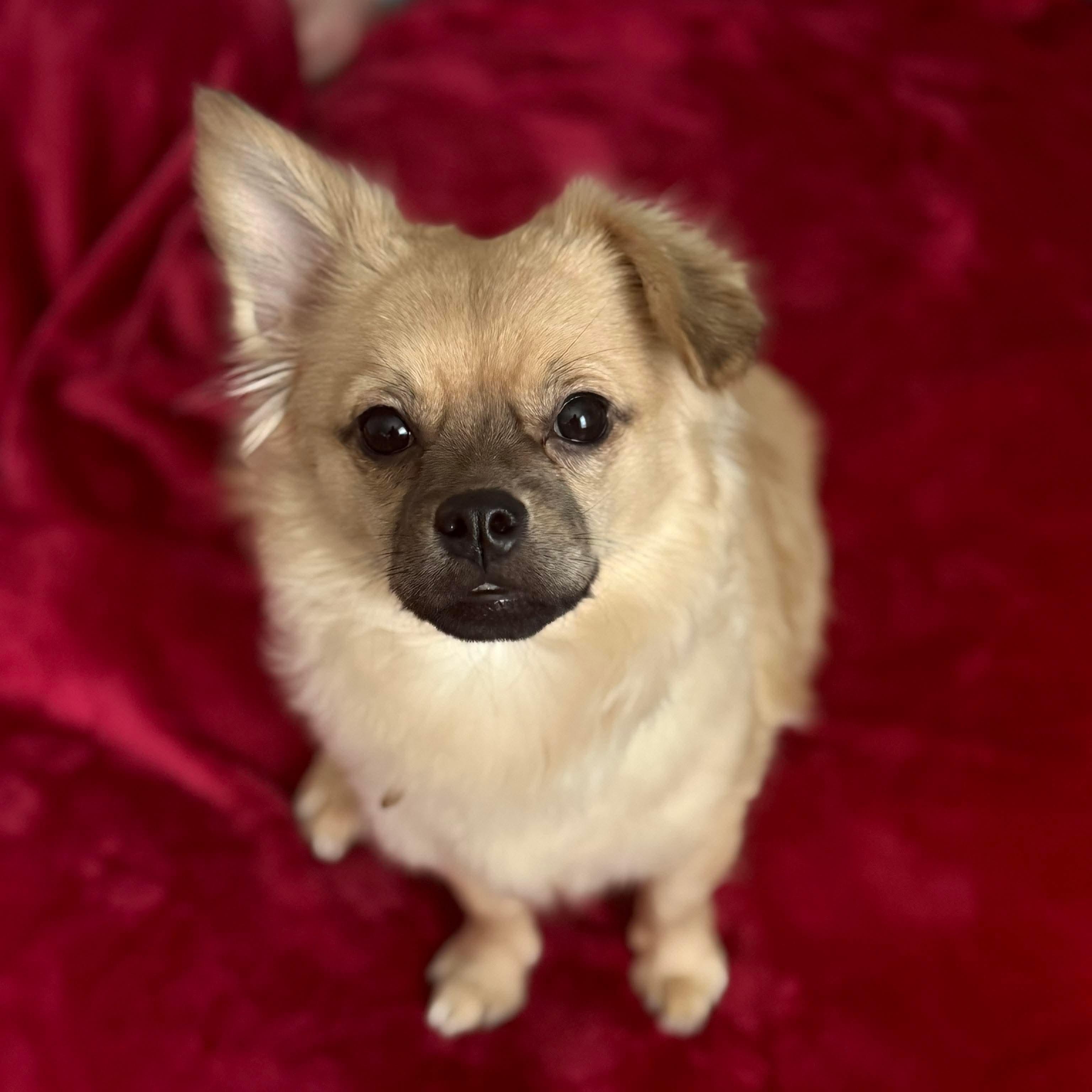 Enlarge Linda, an adopted mixed breed in Bethlehem, PA image 1/6