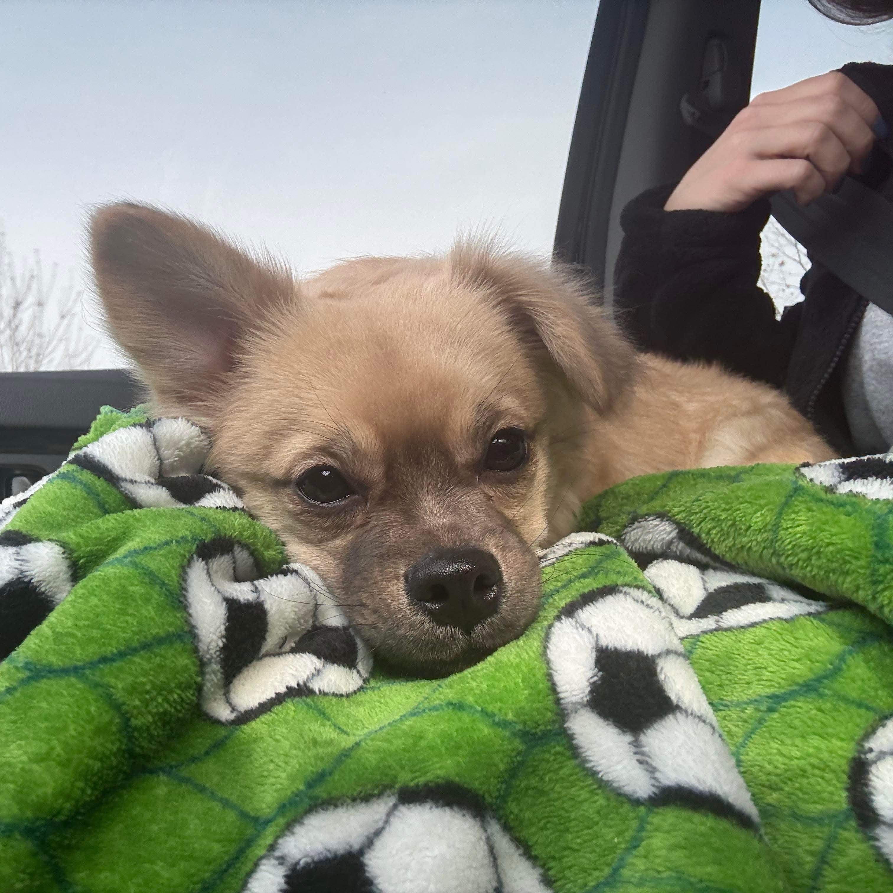 Enlarge Linda, an adopted mixed breed in Bethlehem, PA image 3/6