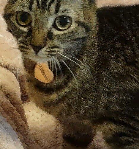 Squirt, Adoptable, Young Female Domestic Short Hair & Tabby.