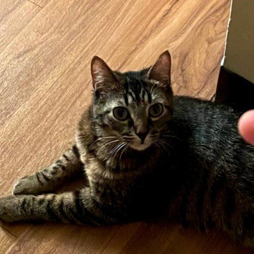 Enlarge Squirt, a Adoptable mixed breed in Newton, NC image 2/5