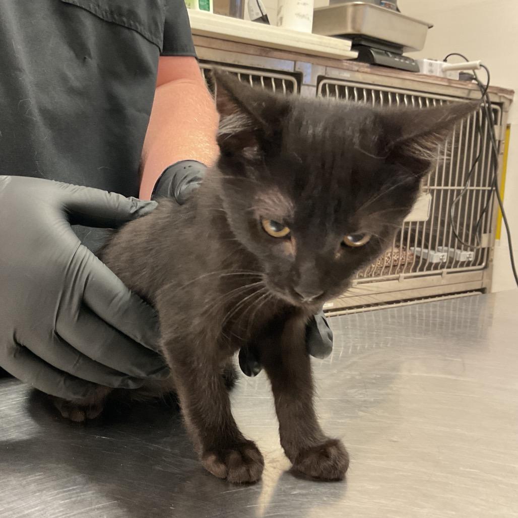 Enlarge Truffles, a Adoptable Domestic Short Hair in Monroe, LA image 1/1