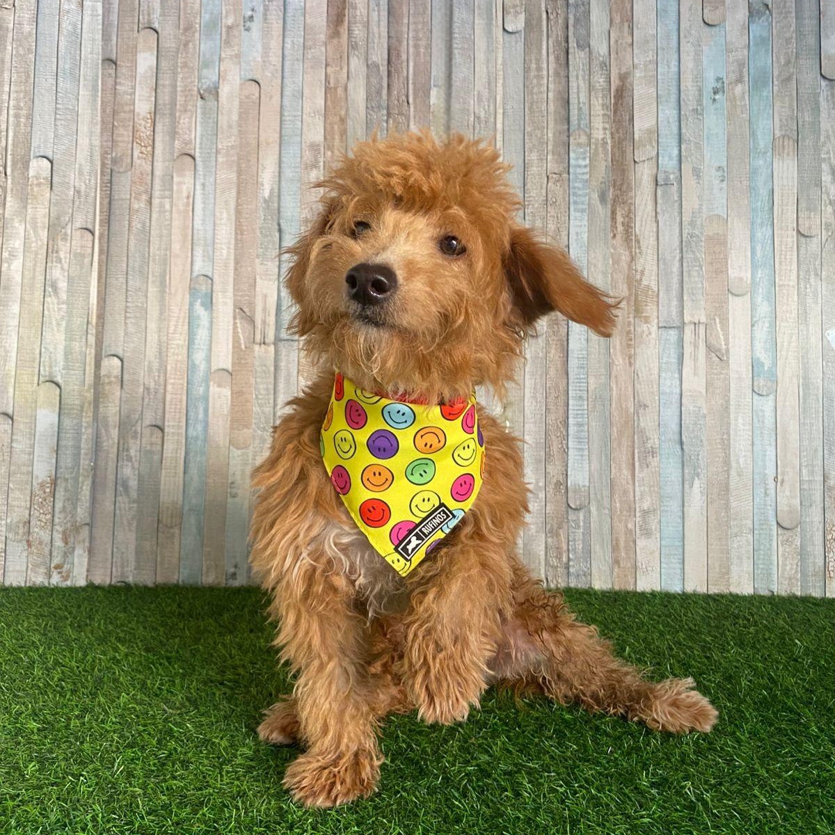 RONNY, Adoptable, Puppy Male Labradoodle.