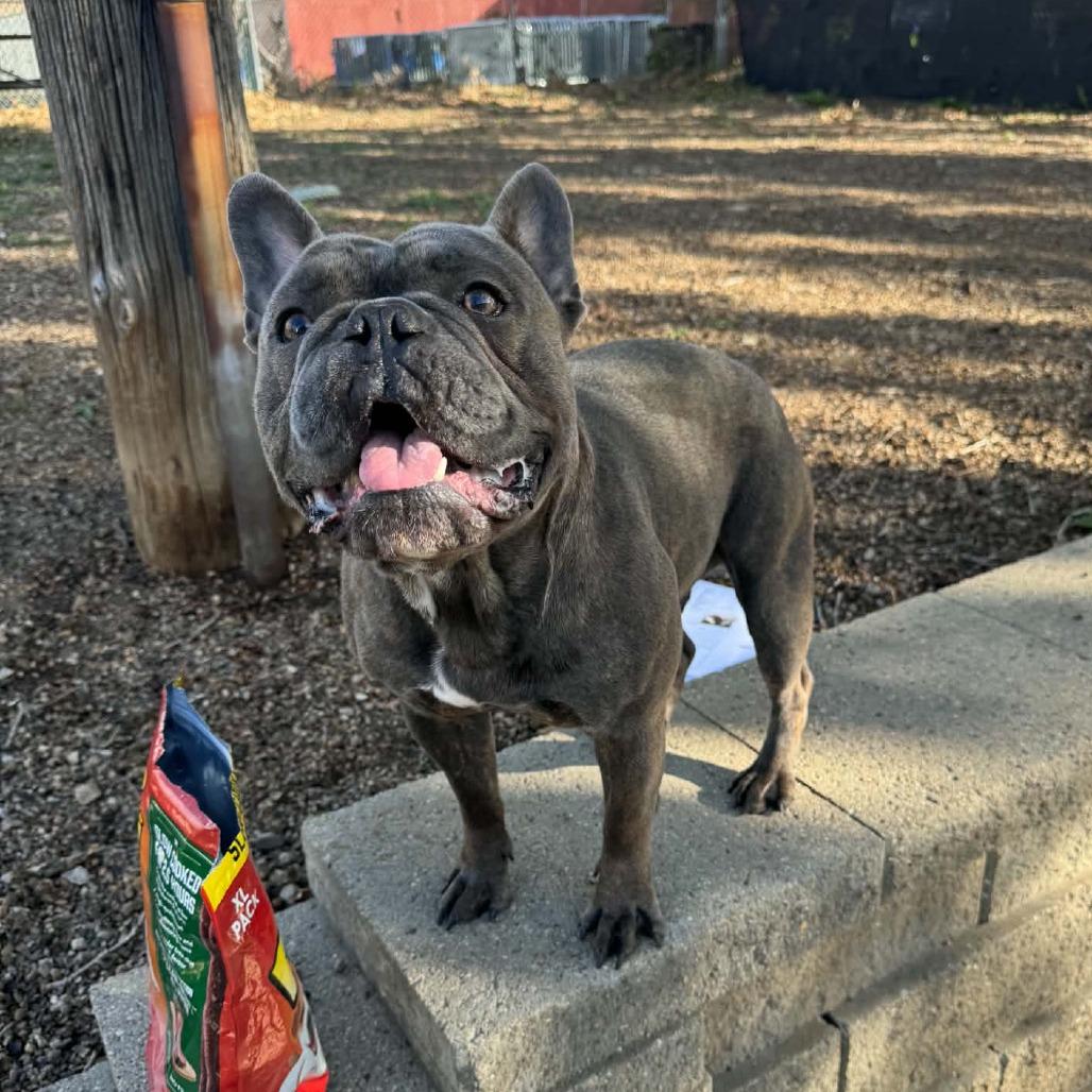 Jolly Roger D12827, Adoptable, Adult Male French Bulldog.