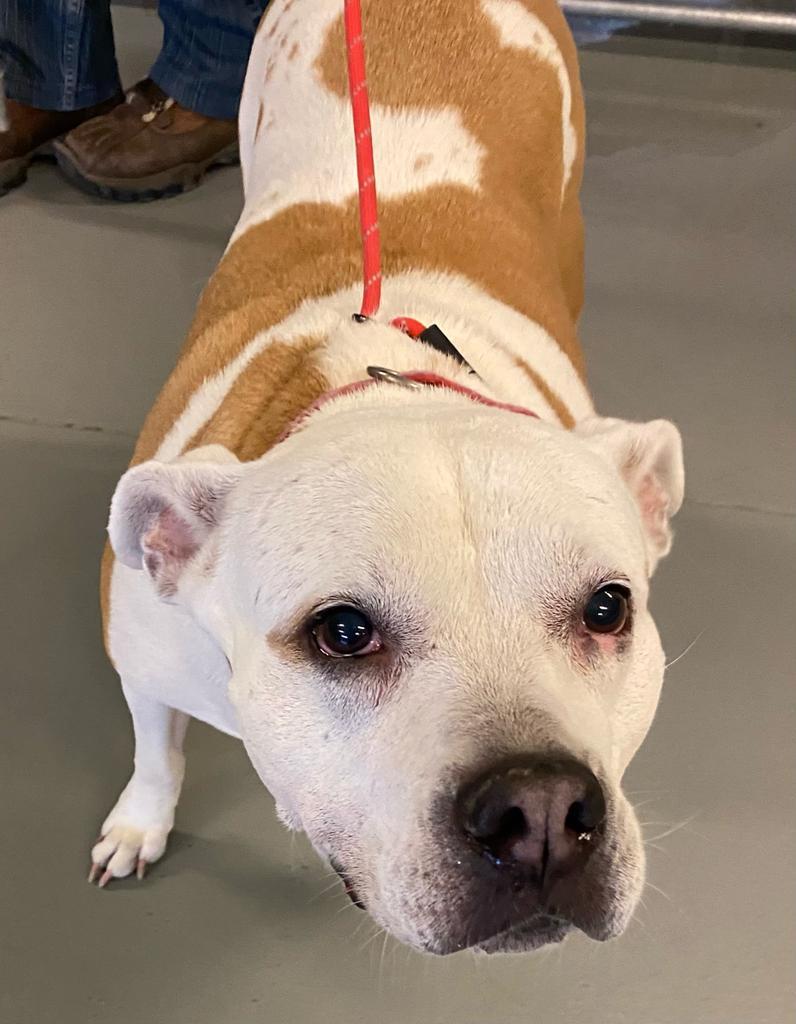 Kendall, Adoptable, Adult Female Pit Bull Terrier.