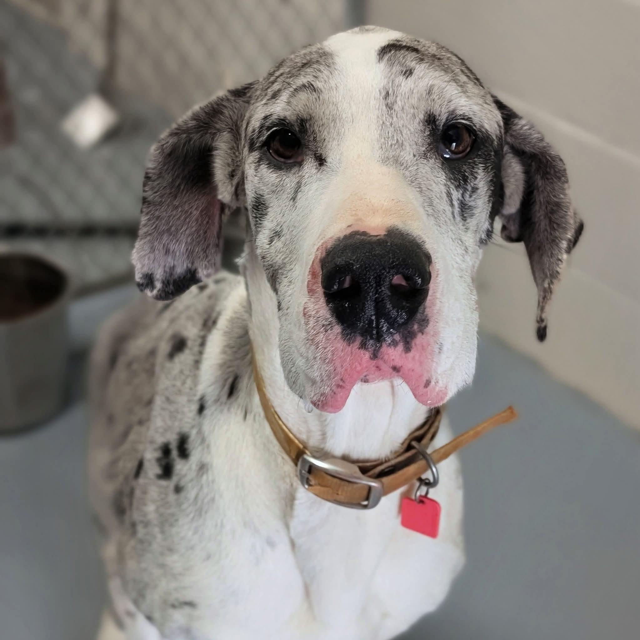 Camille, adopted, Adult Female Great Dane.