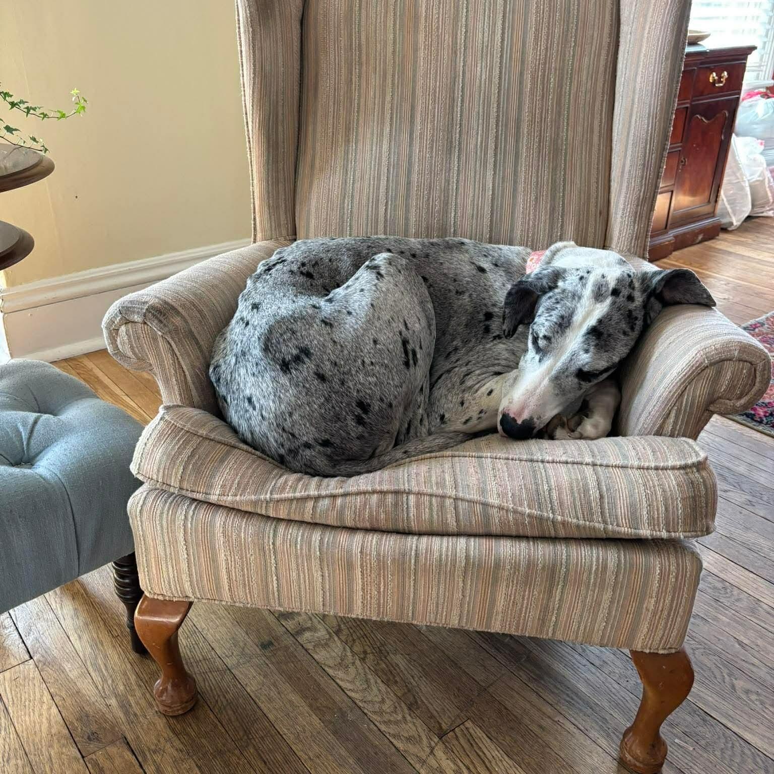 Enlarge Camille, an adopted Great Dane in Willoughby, OH image 5/5