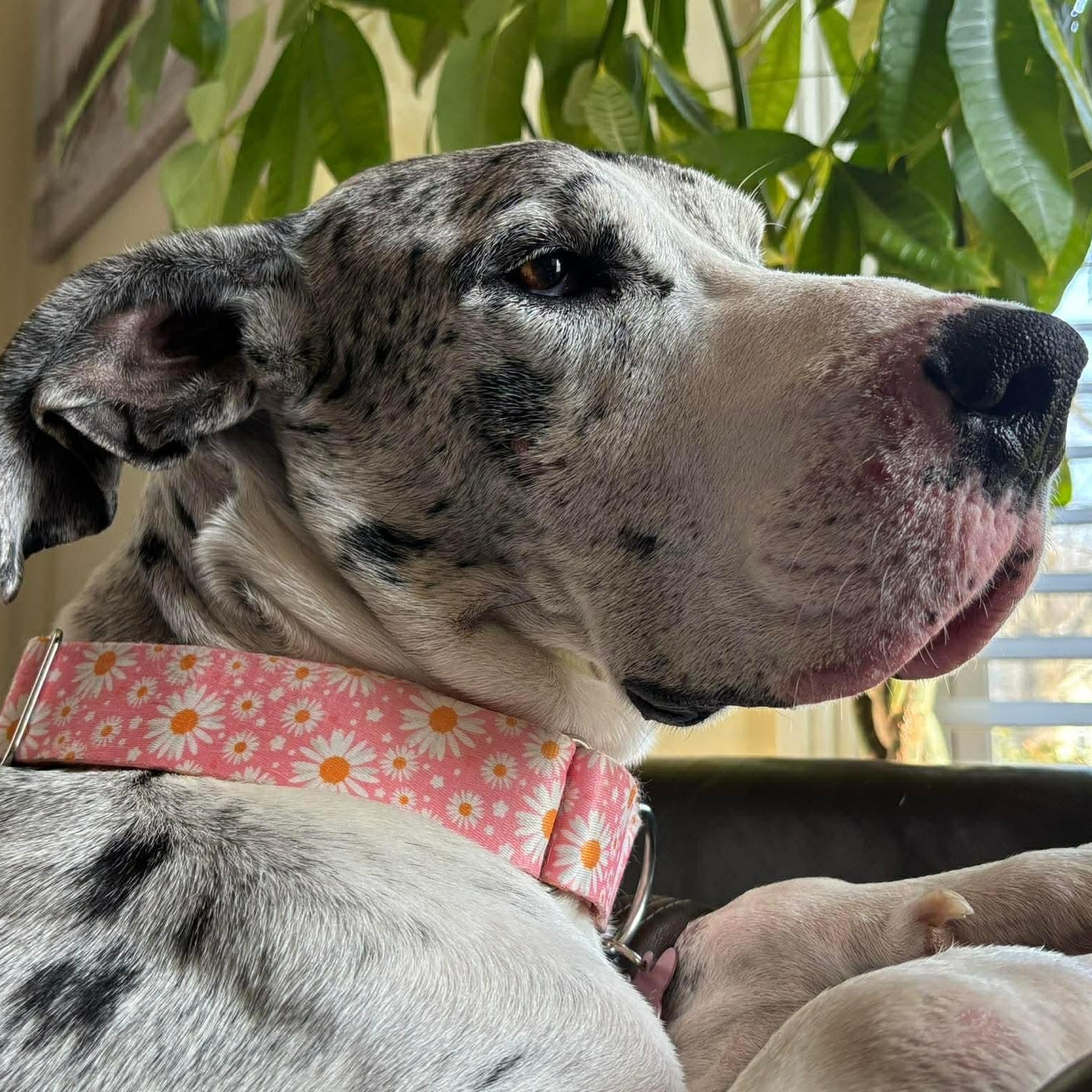 Enlarge Camille, an adopted Great Dane in Willoughby, OH image 3/5