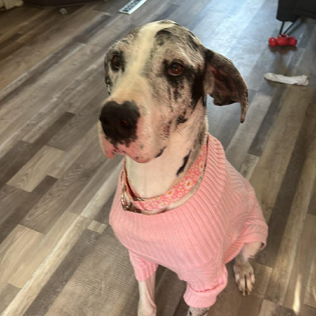 Enlarge Camille, an adopted Great Dane in Willoughby, OH image 2/5