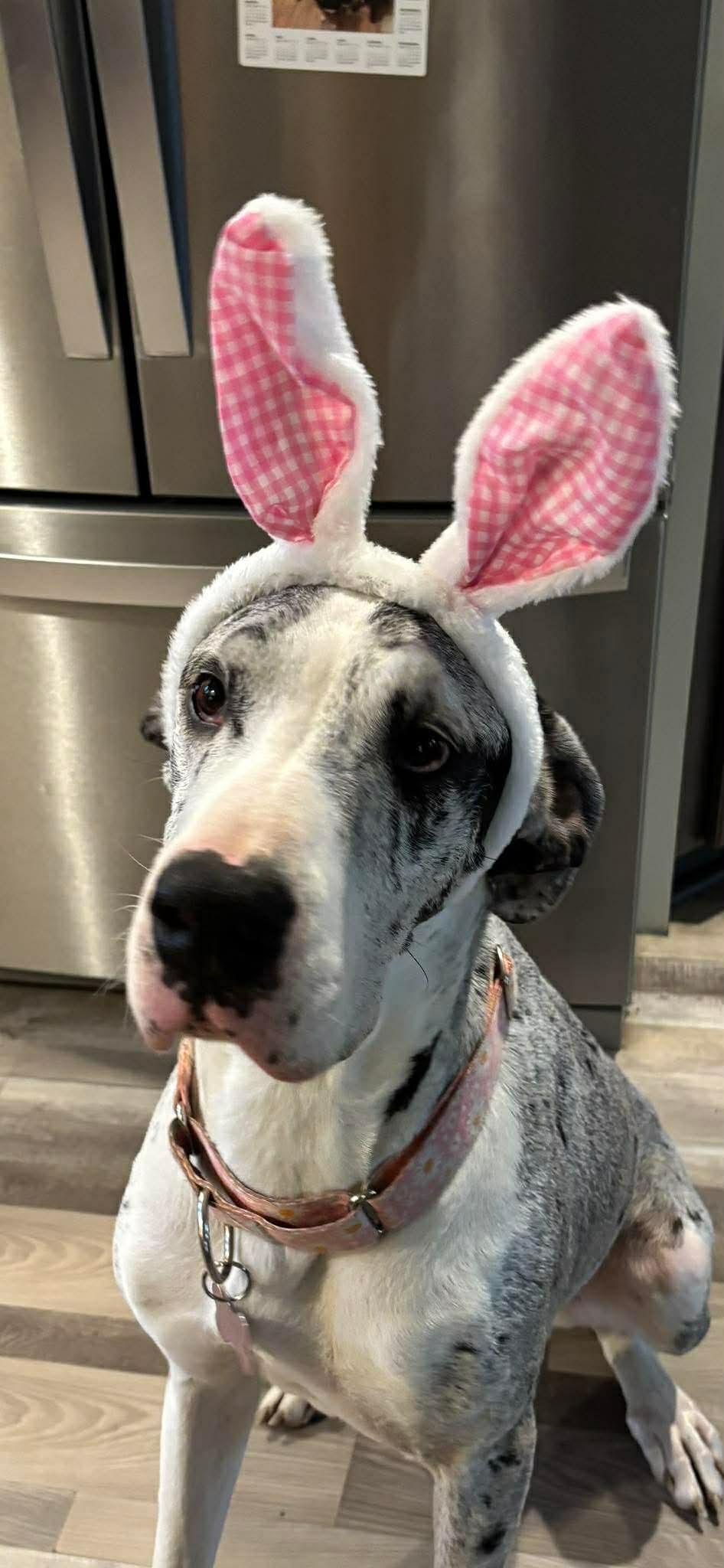 Enlarge Camille, an adopted Great Dane in Willoughby, OH image 4/5